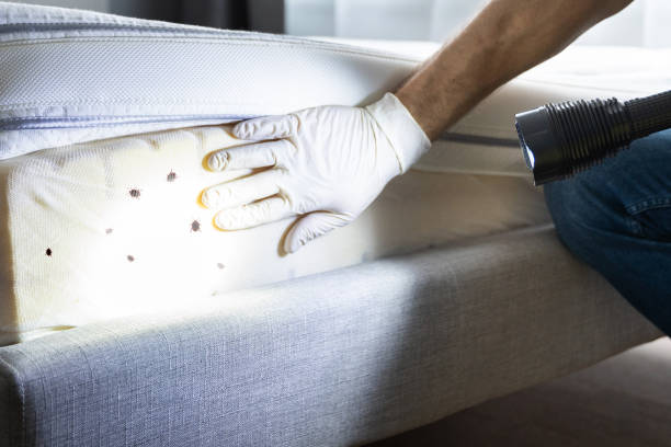 Best Wasp Removal Services  in Gibsonia, PA